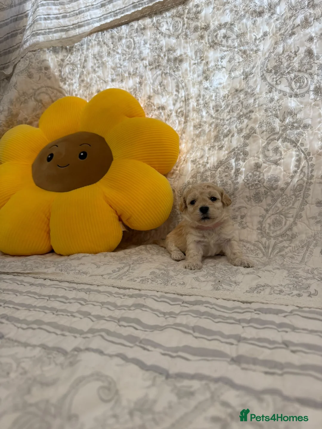 Maltipoo dogs for sale: ⭐ 4 stunning f1 Maltipoo ⭐ - Advert 19
