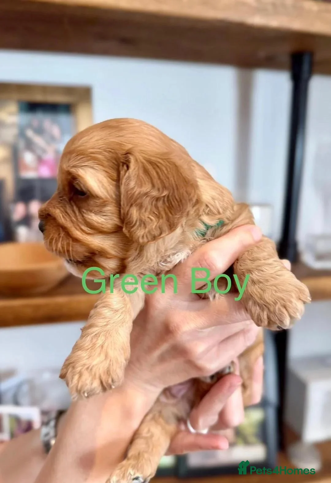 Cavapoo dogs for sale: Gorgeous Ruby & Golden Cavapoo Puppies for sale. - Advert 7