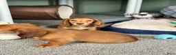 Miniature Dachshund dogs for sale: Shaded red longhaired boy and girl - Advert 6