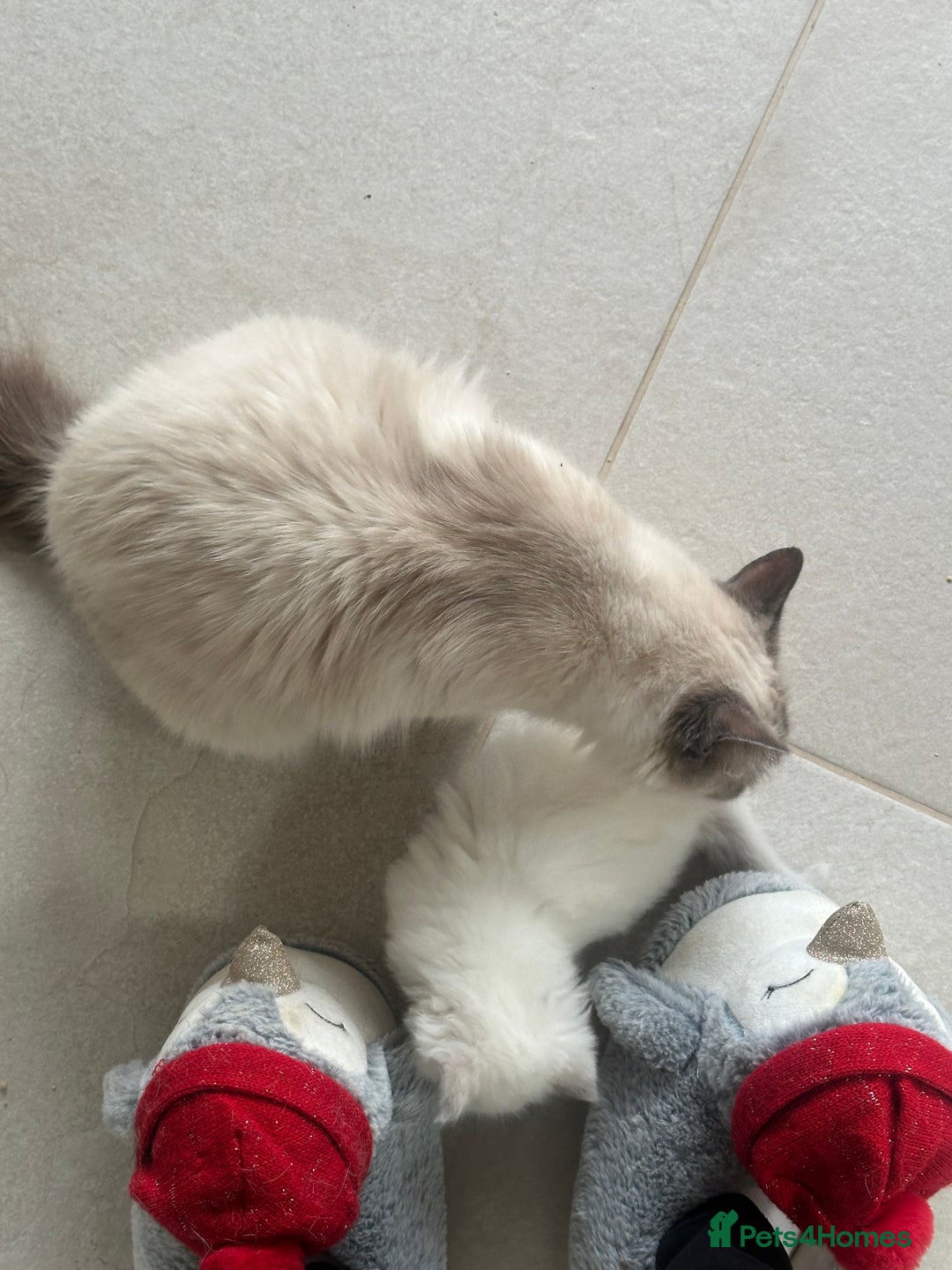 Ragdoll cats for sale: GCCF & TBRCC registered lilac Ragdoll kittens - Image 7