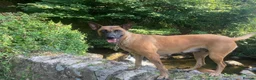 Mixed Breed dogs for sale: Malinois x GSD girl - Advert 2