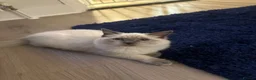 Ragdoll cats for sale: My beautiful ragdoll Luna - Advert 3