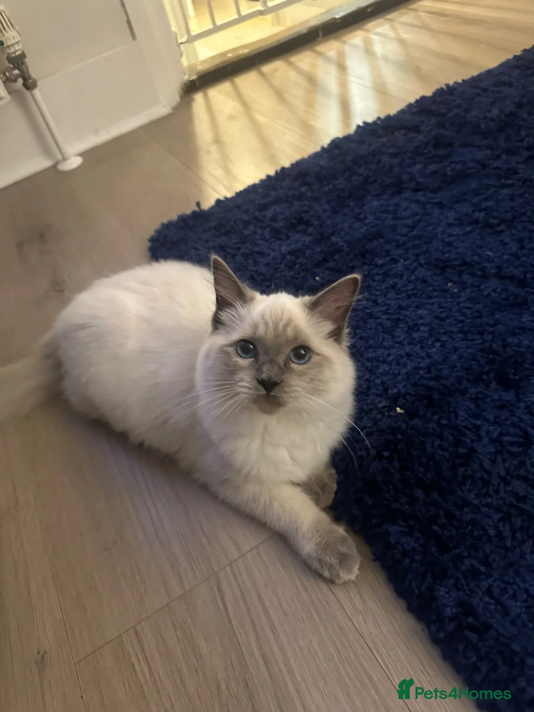 Ragdoll cats for sale: My beautiful ragdoll Luna - Advert 3