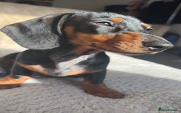 Miniature Dachshund dogs for sale: miniature dachshund for rehoming - Advert 1