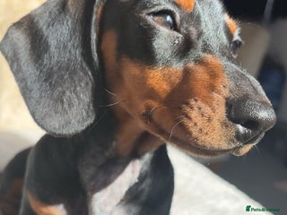 Miniature Dachshund dogs miniature dachshund for rehoming - Advert 1