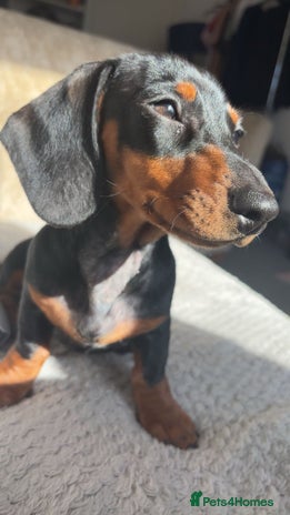 Miniature Dachshund dogs miniature dachshund for rehoming - Advert 1