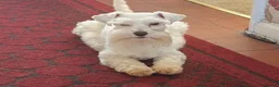 Miniature Schnauzer dogs for sale: 🩷Beautiful Miniature Schnauzer Adult Girl 🩷 - Advert 10