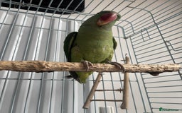 Parrots birds for sale: Alexandrine semi tame - Image 4