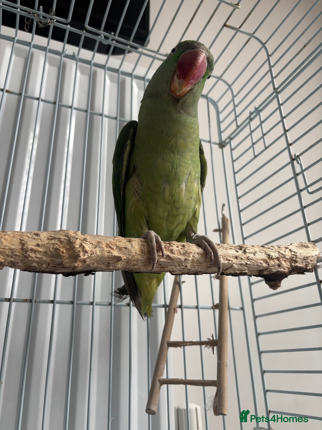 Parrots birds for sale: Alexandrine semi tame - Image 4