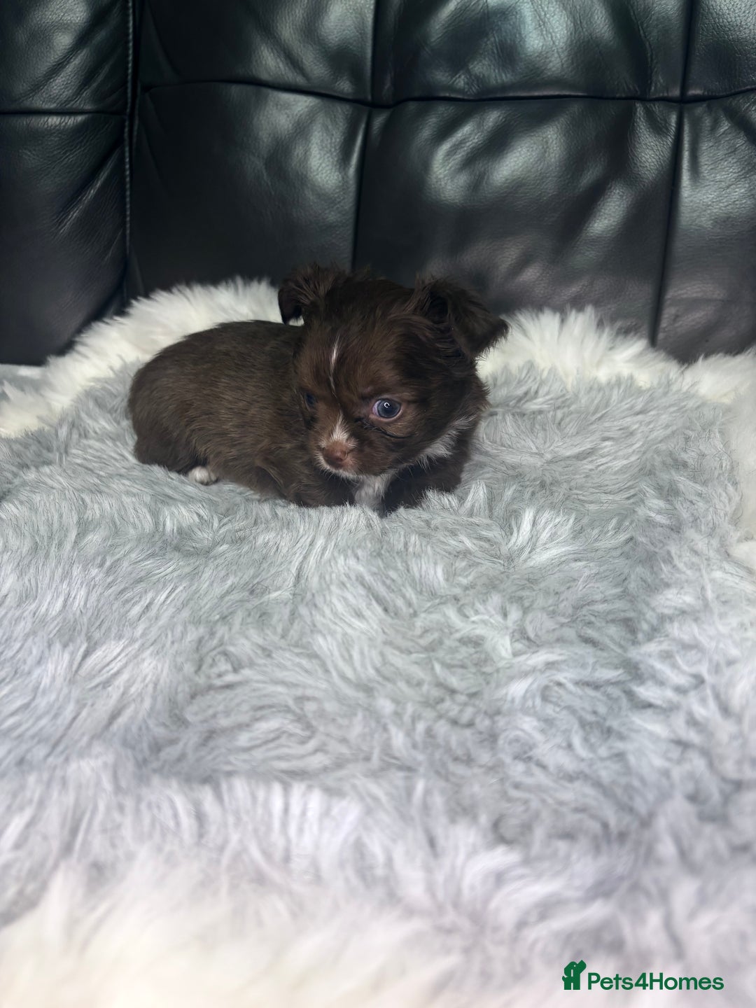 Chihuahua dogs for sale: Stunning tiny Chihuahua puppy’s male female  - Advert 8