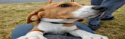 Beagle dogs for sale: Lovely Tri puppy  in Bude - Advert 4