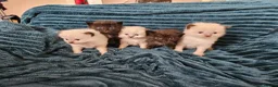 Ragdoll cats for sale: Ragdoll X kittens  - Advert 10