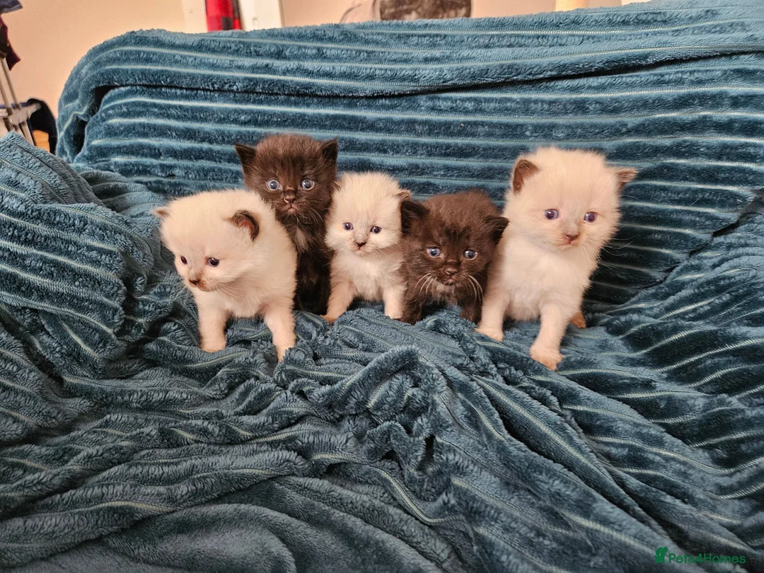 Ragdoll cats for sale: Ragdoll X kittens  - Advert 10