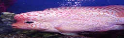 Other/Mixed Breed fish for sale: Full Aquatic Stocklist Manchester Pet's & Aquatics - Advert 1