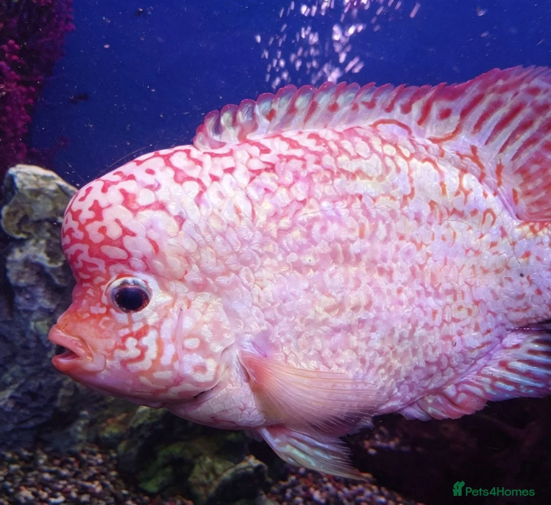 Other/Mixed Breed fish for sale: Full Aquatic Stocklist Manchester Pet's & Aquatics - Advert 1