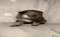 Siberian Husky dogs for sale: Kc Registered Agouti Male Puppy - Image 5
