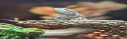 Bearded Dragon reptiles for sale: Rankin dragon for sale with Viv  - Advert 2