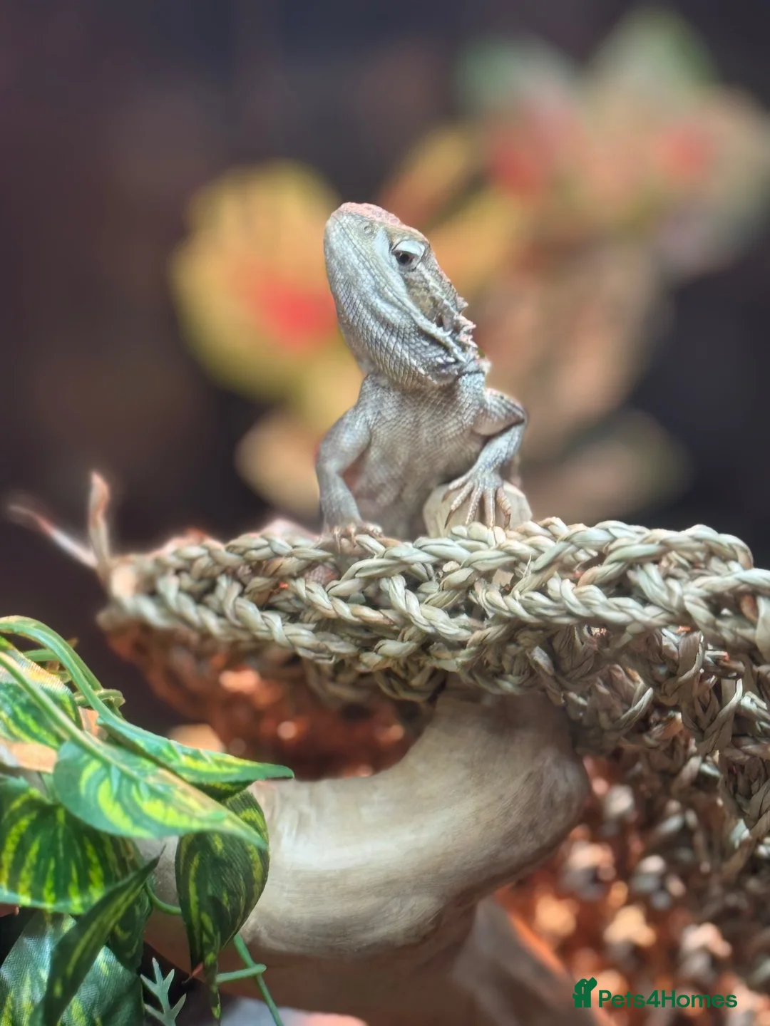 Bearded Dragon reptiles for sale: Rankin dragon for sale with Viv  - Advert 2