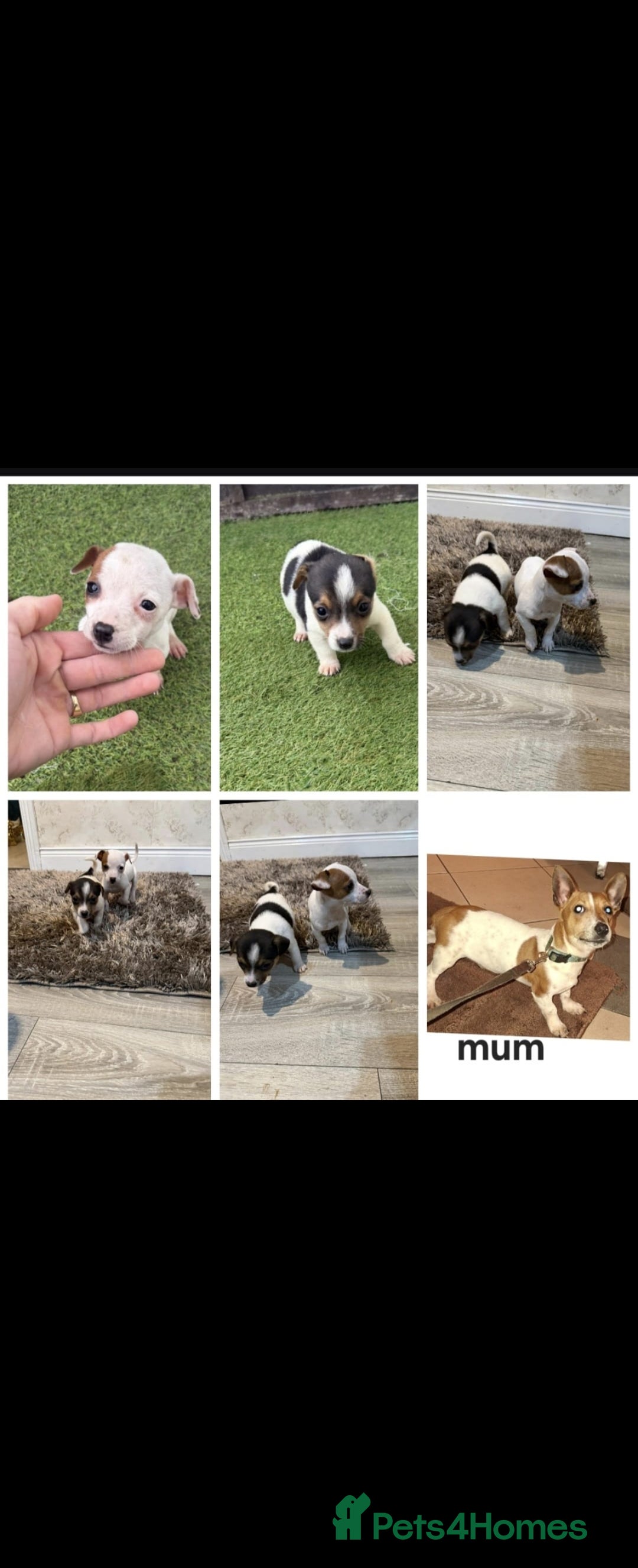 Jack Russell dogs for sale: Jack russll - Advert 1