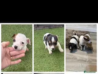 Jack Russell dogs Jack russll - Advert 4