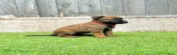 Belgian Shepherd Dog dogs for sale: KC Belgian Malinois Puppys for sale - Advert 25