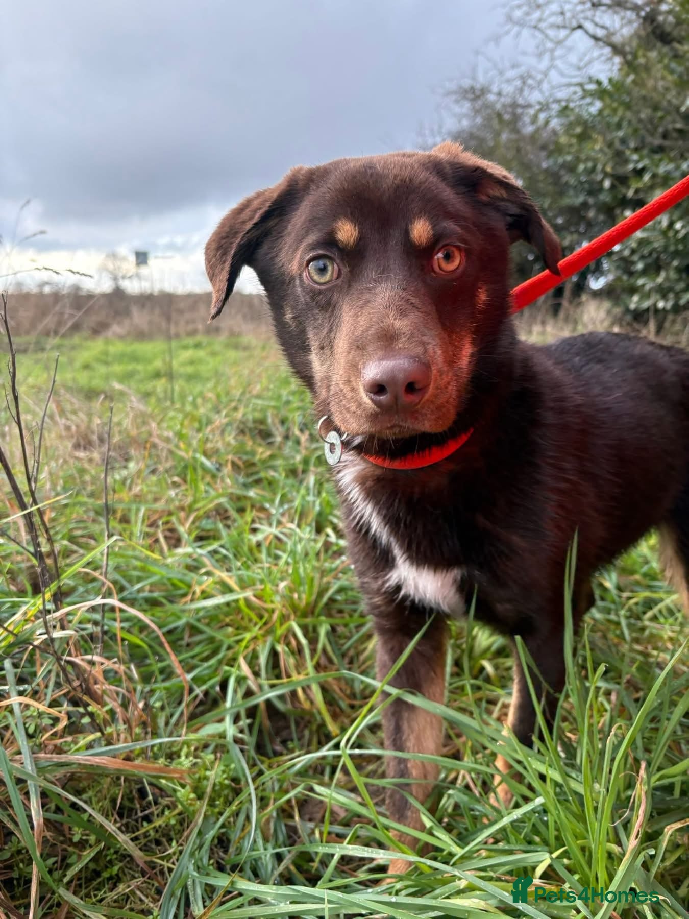 Mixed Breed dogs Bruno - Norwich Norfolk  - Advert 1