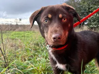 Mixed Breed dogs Bruno - Norwich Norfolk - Advert 15