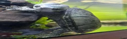 Turtle reptiles for sale: Female Turtle for Sale - Advert 4