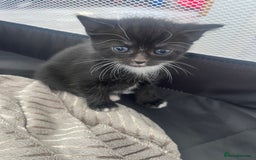 Mixed Breed cats for sale: Gorgeous short hair British Kittens  - Image 1