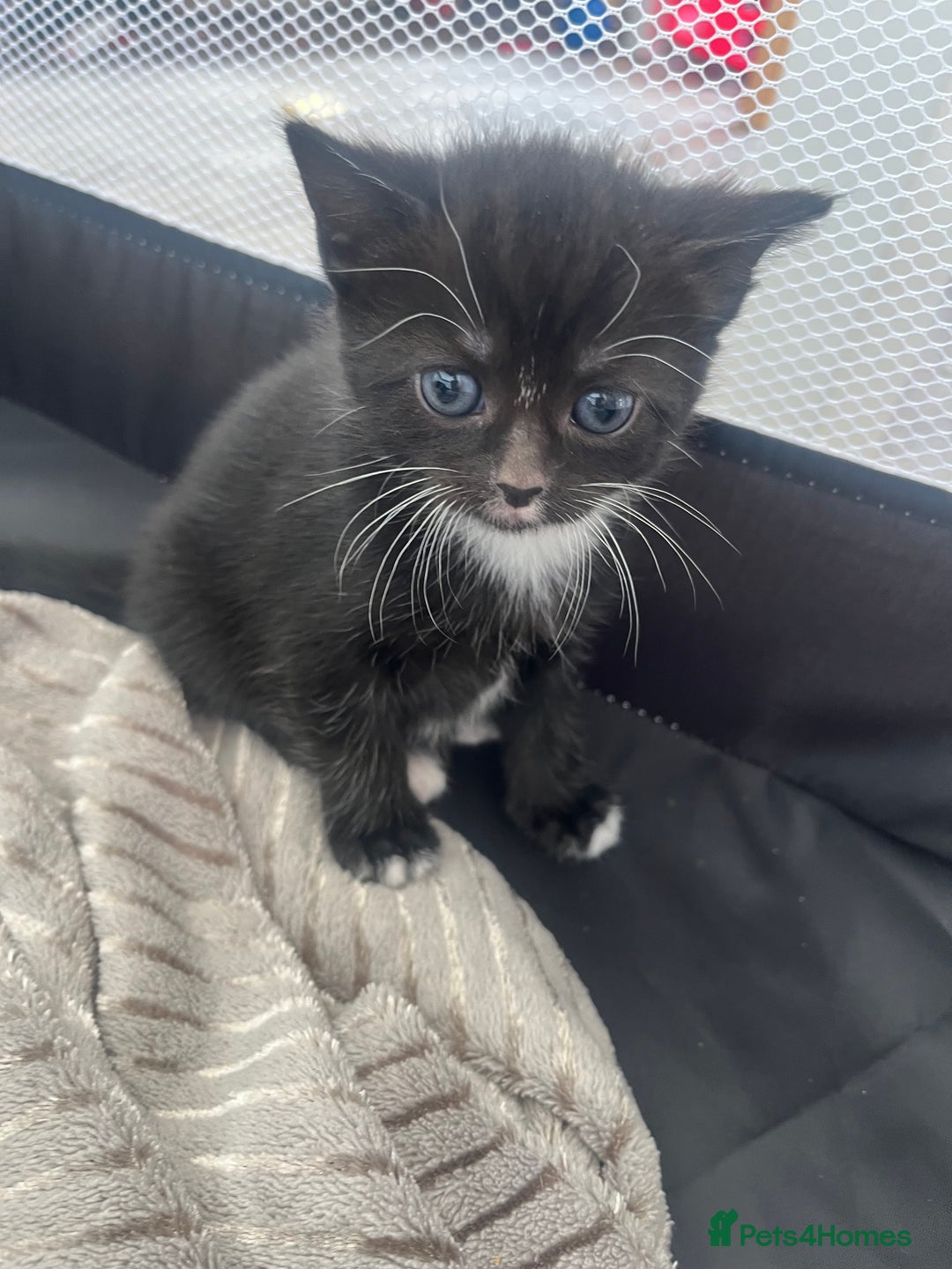 Mixed Breed cats for sale: Gorgeous short hair British Kittens  - Image 1