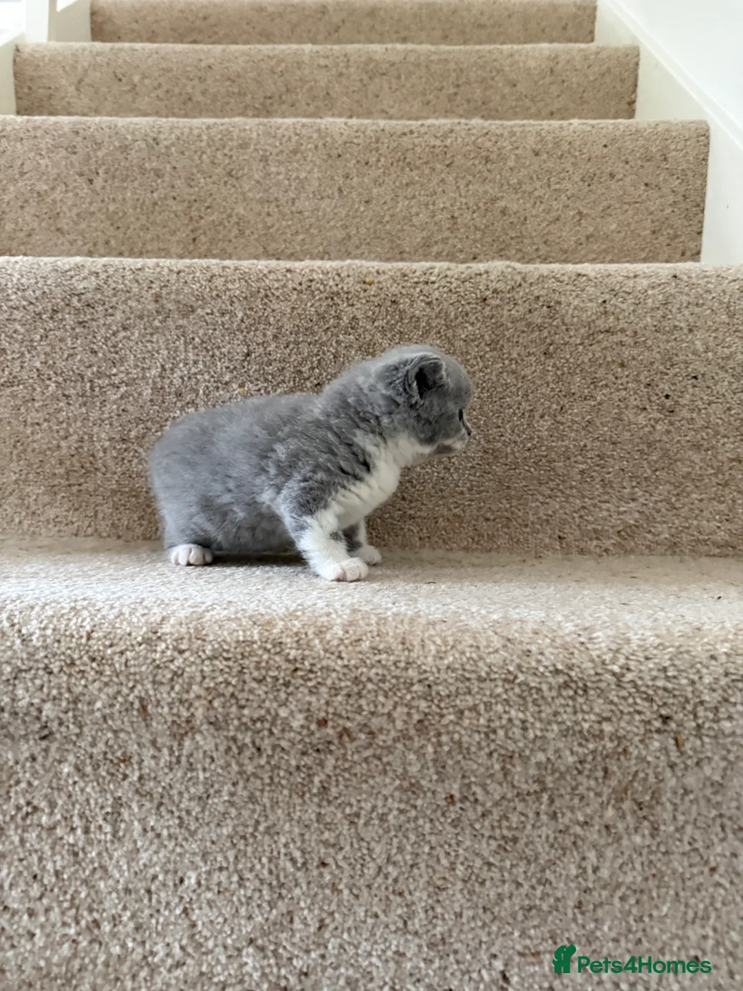 British Shorthair cats for sale: Stunning GCCF BSH - Tortie and Bi colour  - Advert 18