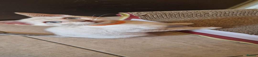Bengal Kitten 4