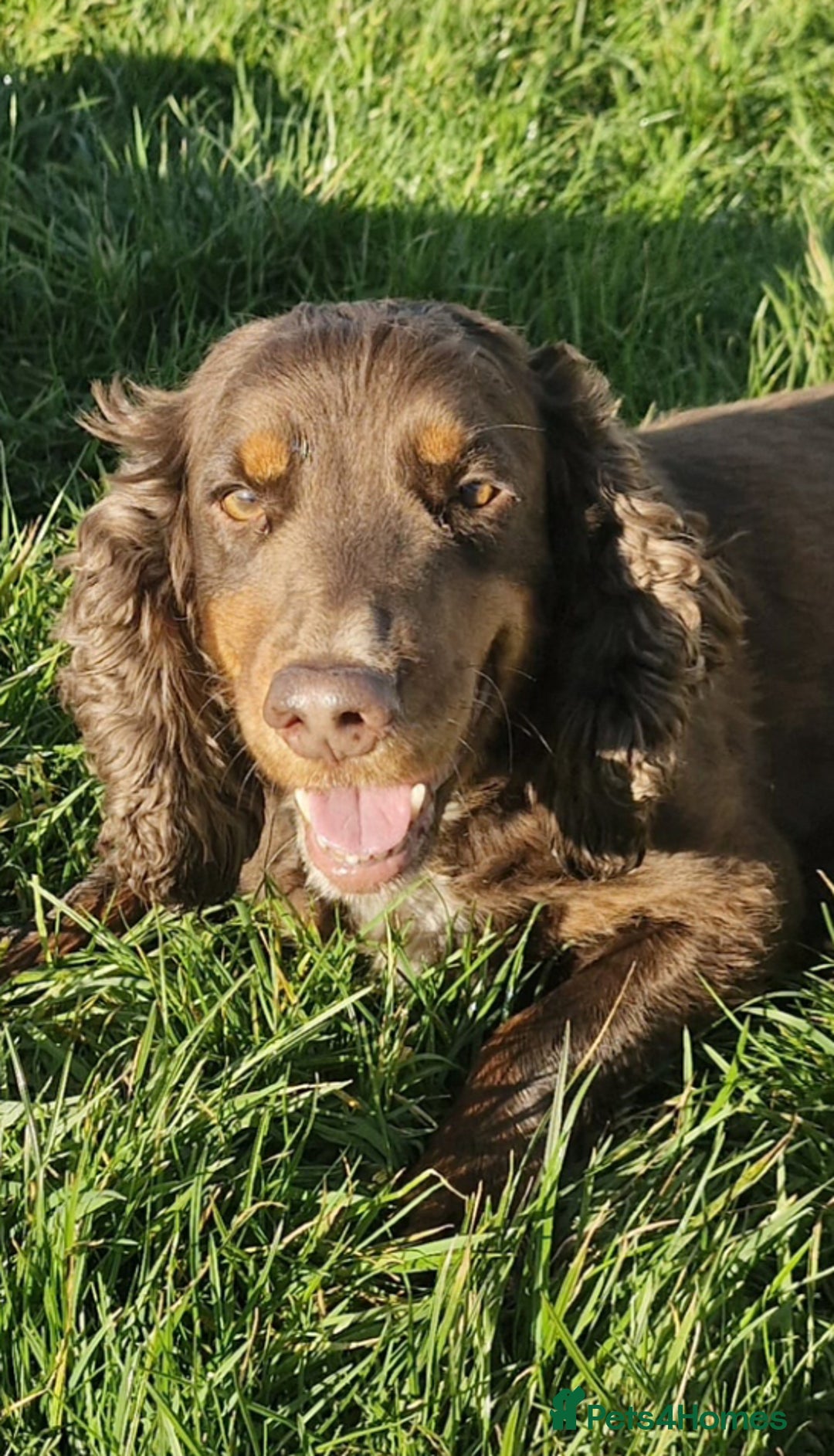 Cocker Spaniel dogs for sale: Cocker Spaniel  - Advert 1