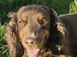 Cocker Spaniel dogs Cocker Spaniel - Advert 17