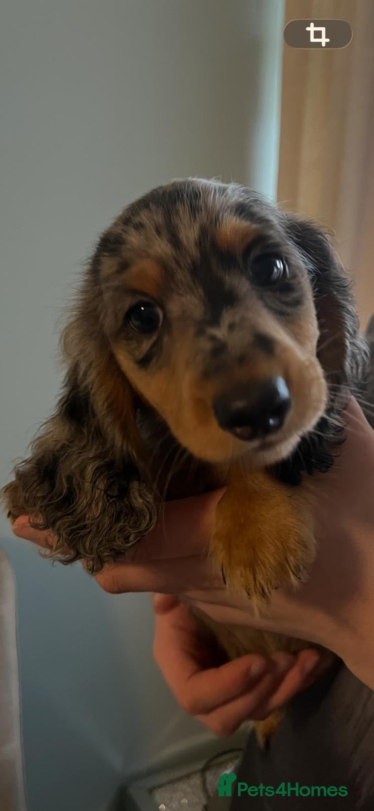 Miniature Dachshund dogs ready now kc reg LH mini datS puppies - Advert 3