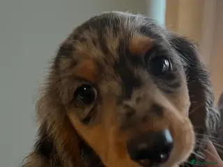 Miniature Dachshund dogs ready now kc reg LH mini datS puppies - Advert 3