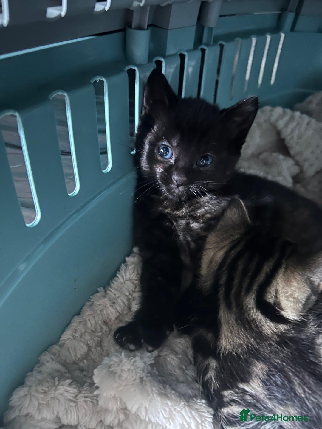 Mixed Breed cats for sale: 3 kitten  - Image 4