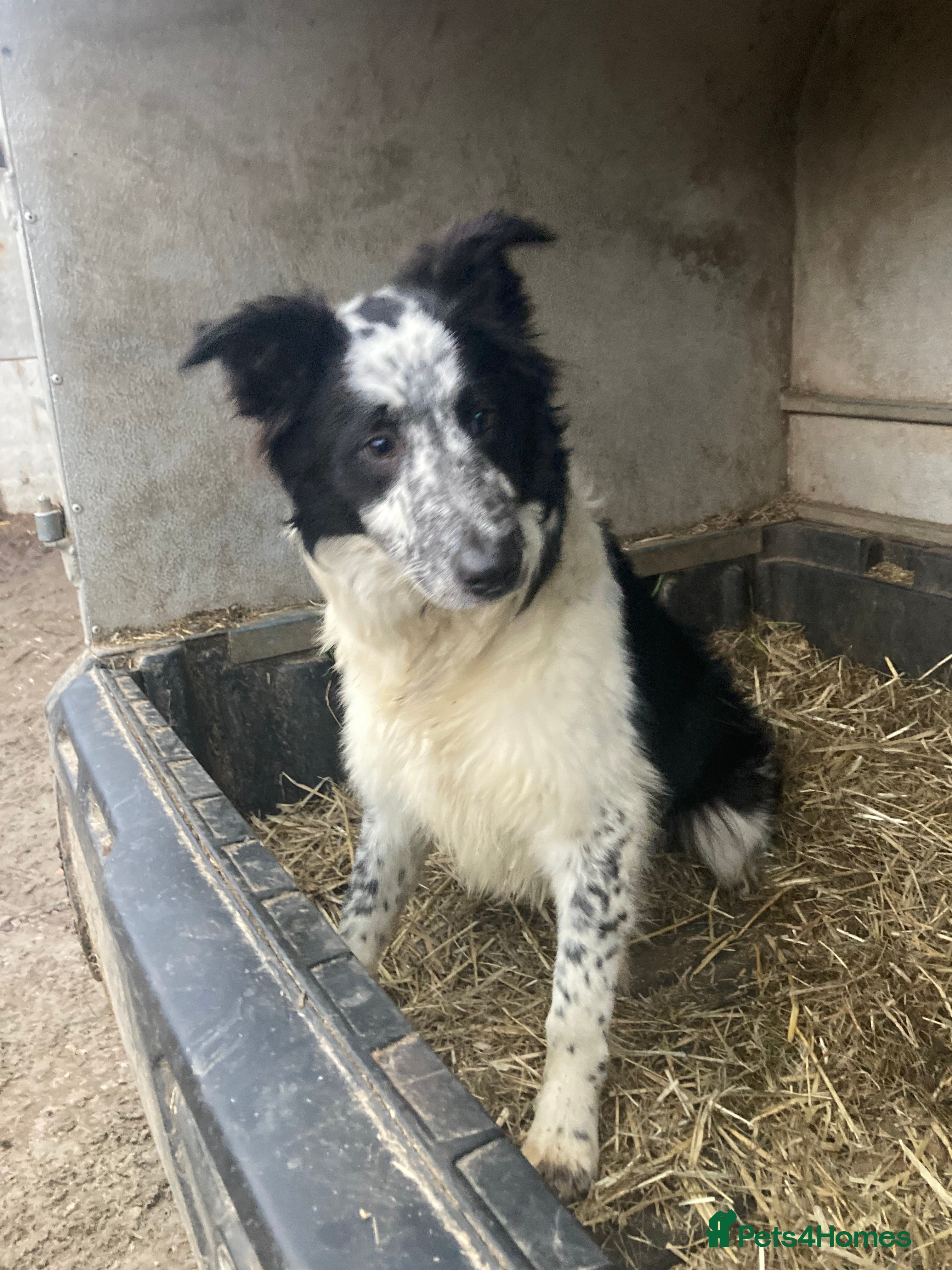 Border Collie dogs Border collie puppies  - Advert 18