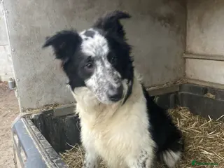 Border Collie dogs Border collie puppies - Advert 18