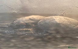 Turtle reptiles for sale: 2 musk turtles  - Image 6