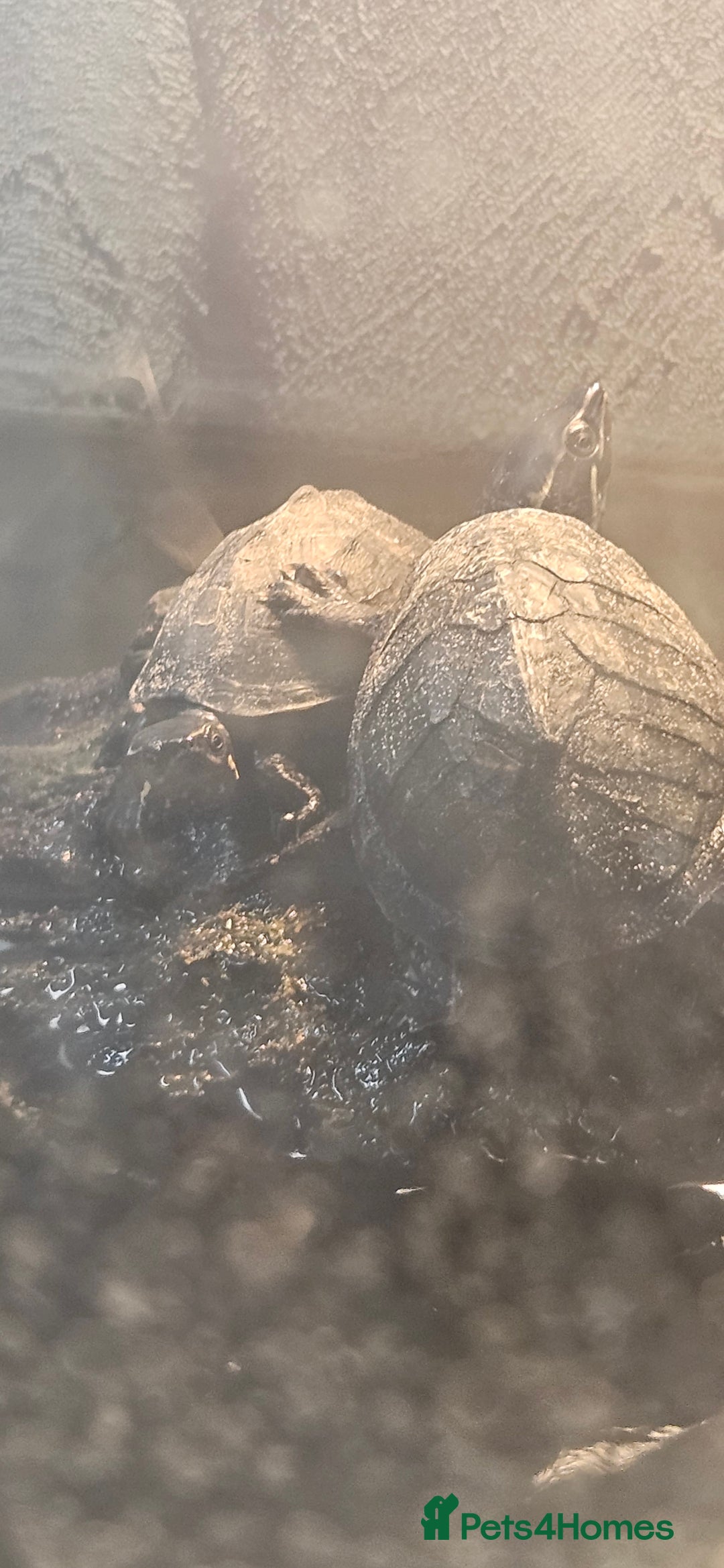Turtle reptiles for sale: 2 musk turtles  - Image 6