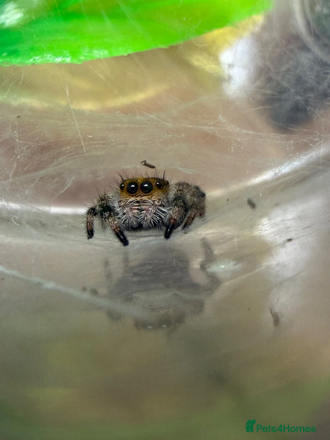 Spiders invertebrates for sale: Apalachicola Jumping spider  - Advert 2