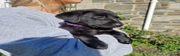 Labrador Retriever dogs for sale: Black Labrador Puppies, Kennel Club Registered - Advert 10