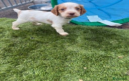 Cocker Spaniel dogs for sale: Working cocker spainel puppies  - Advert 21