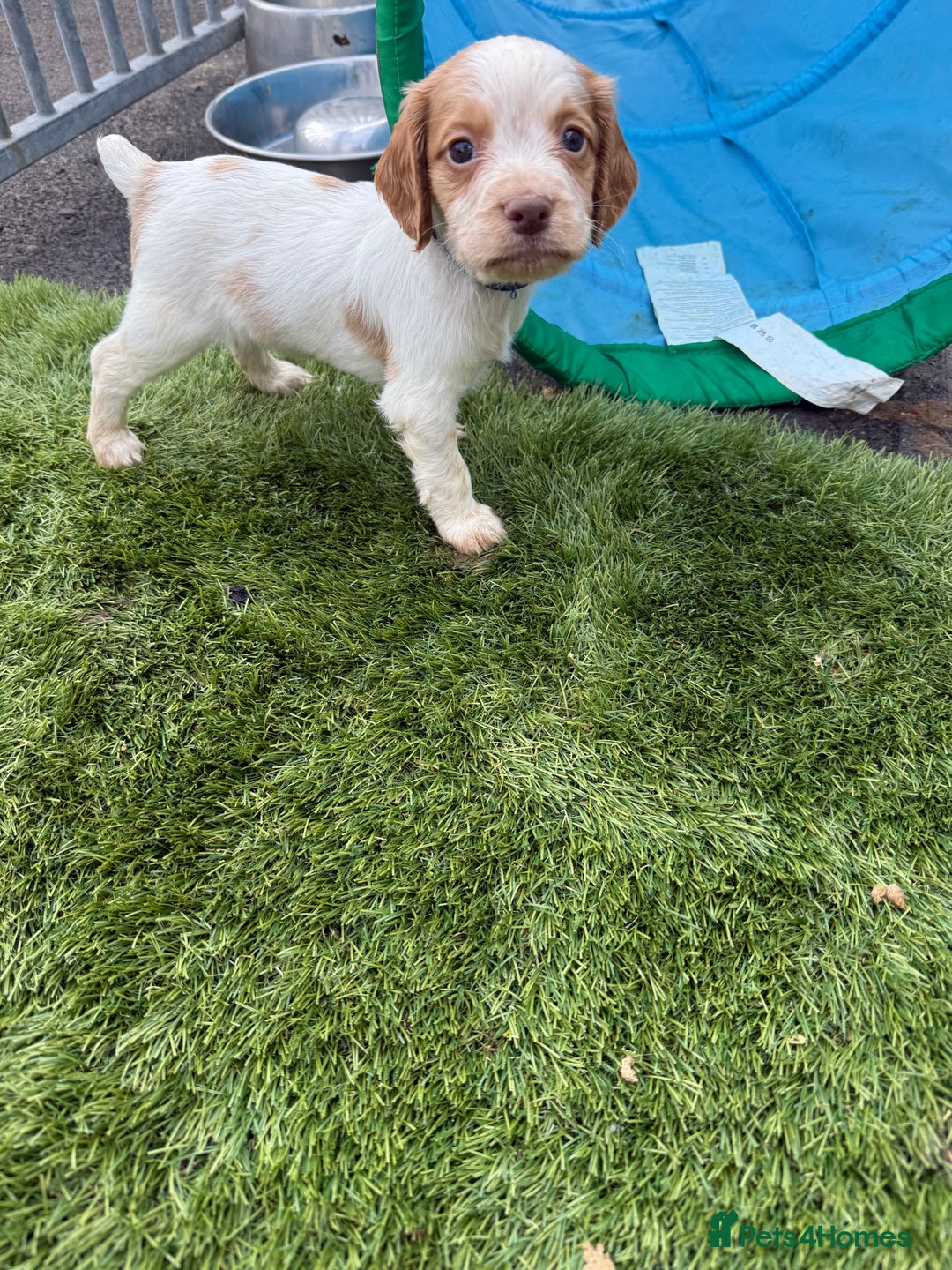 Cocker Spaniel dogs for sale: Working cocker spainel puppies  - Advert 21