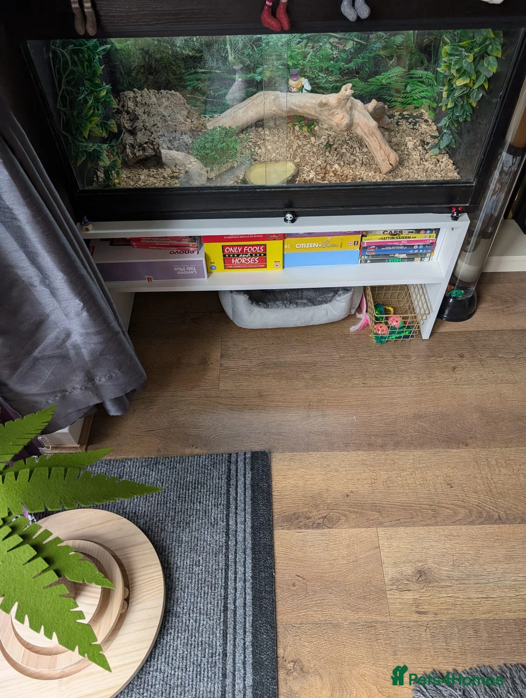 Tortoise reptiles for sale: Tortoise - Advert 3