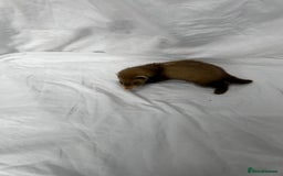 Ferret rodents for sale: Baby Ferrets - Image 34