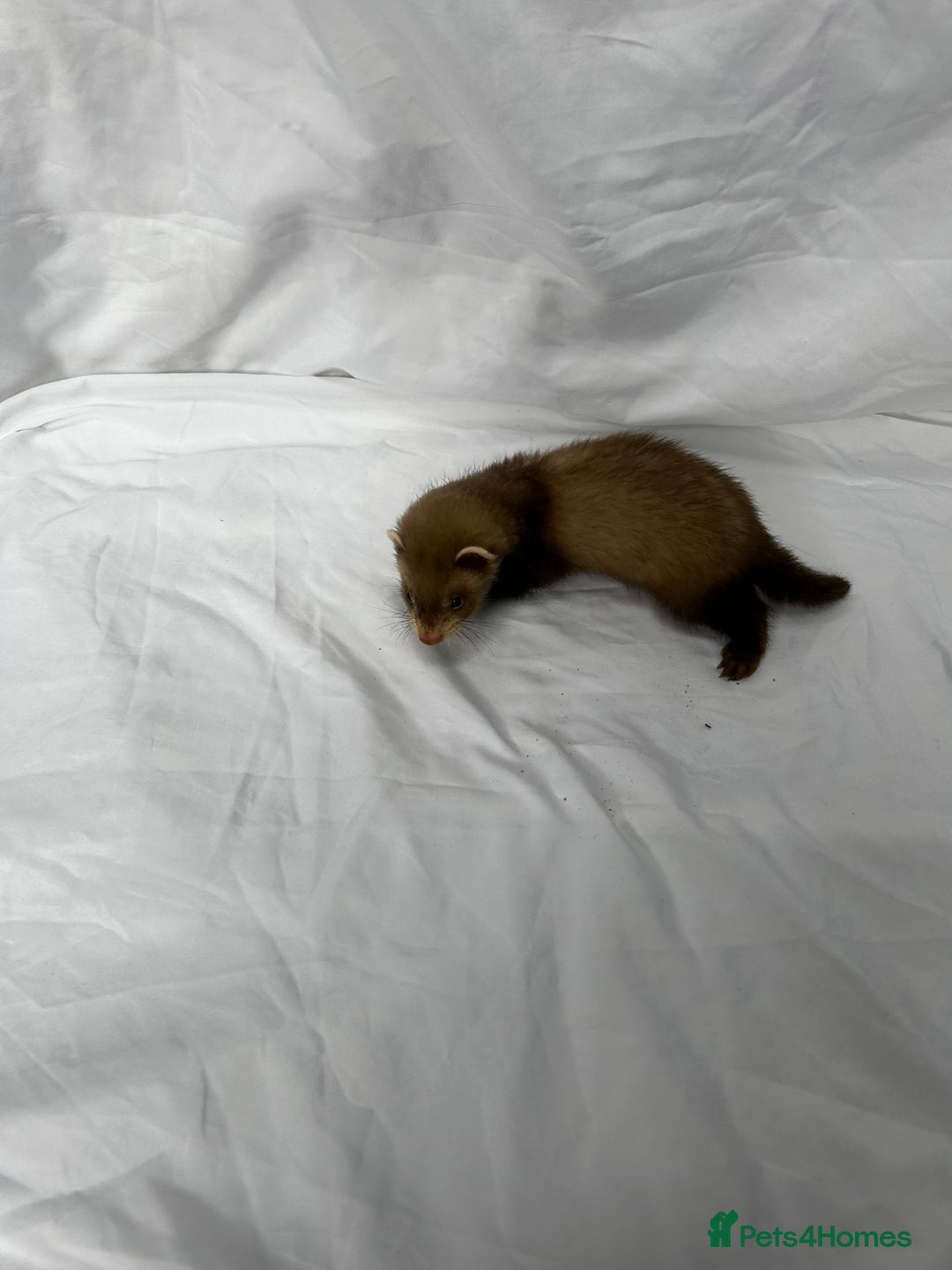 Ferret rodents for sale: Baby Ferrets - Image 34
