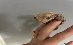 Gecko reptiles for sale: baby crested gecko and females - Image 9