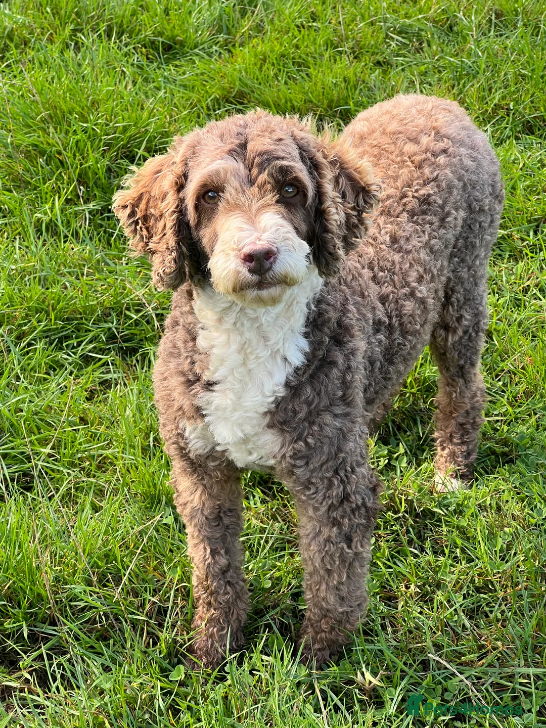 Poodle dogs for stud: Miniature Poodle at Stud Fully health tested  in Radstock - Advert 15